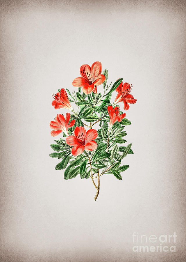 Vintage Brick Red Chinese Azalea Botanical Illustration on Parchment Mixed Media by Holy Rock Design
