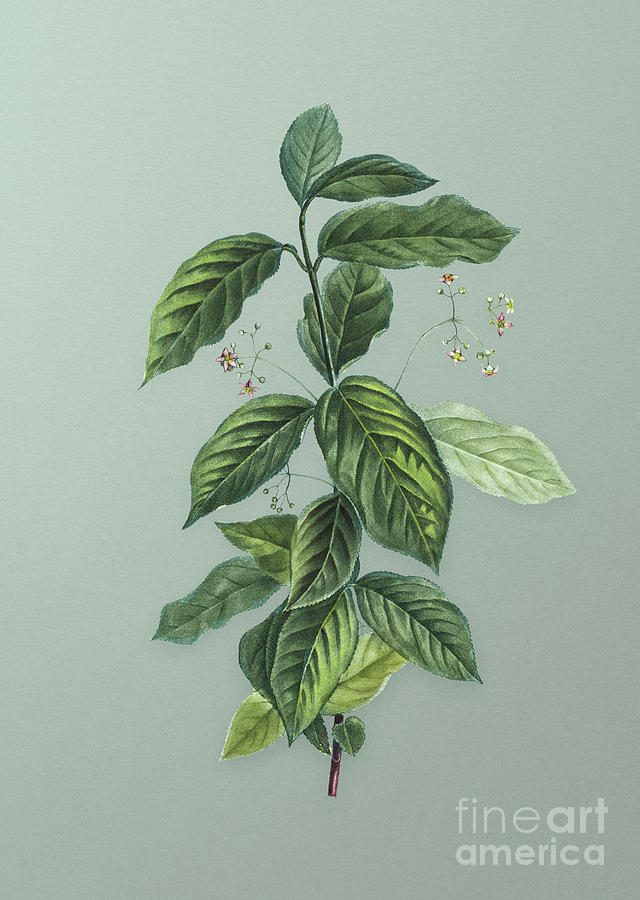Vintage Broadleaf Spindle Botanical Art on Mint Green n.0881 Mixed Media by Holy Rock Design