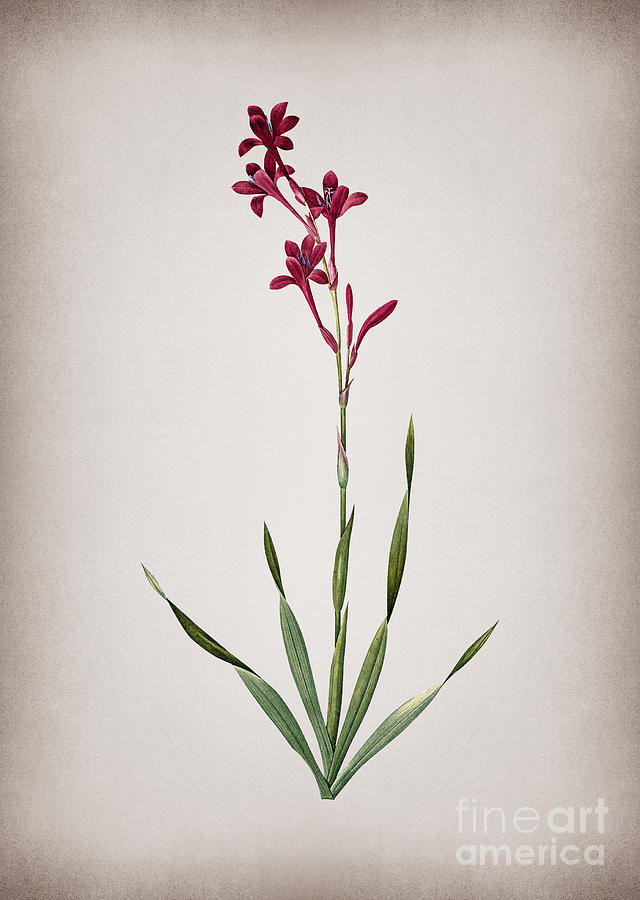 Vintage Bugle Lily Botanical Illustration on Parchment Mixed Media by Holy Rock Design