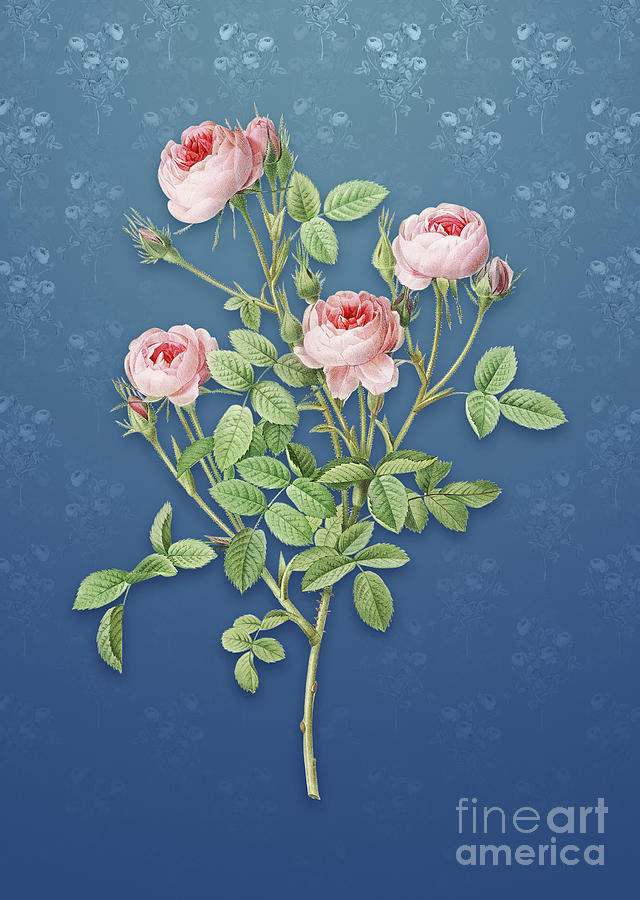 Vintage Burgundian Rose Botanical Art on Bahama Blue Pattern n.1223 Mixed Media by Holy Rock Design