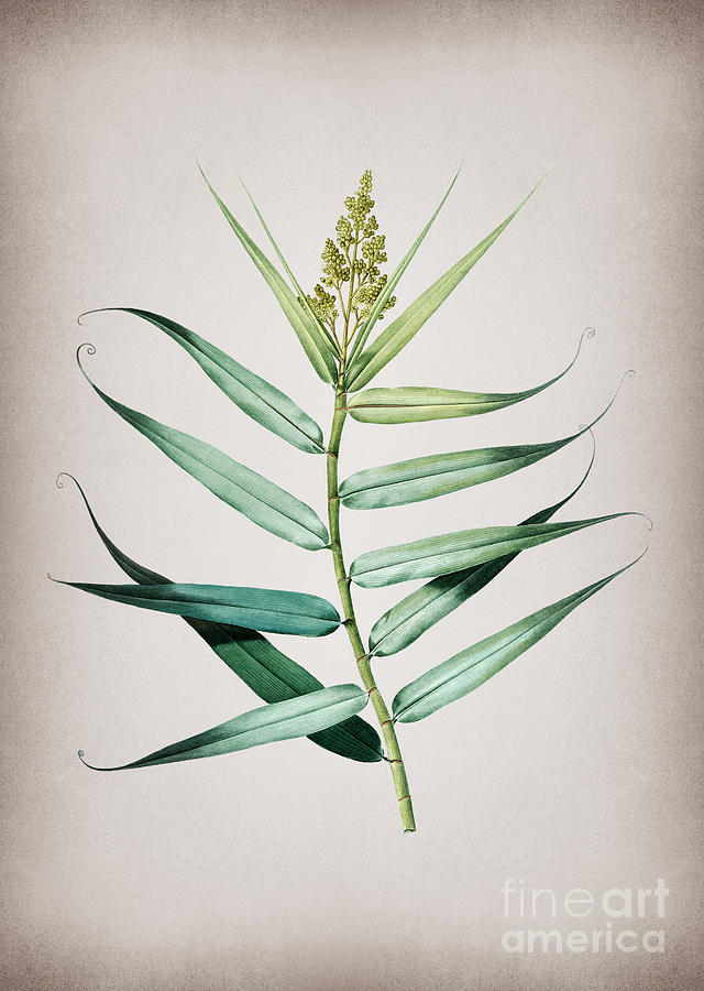 Vintage Bush Cane Botanical Illustration on Parchment Mixed Media by Holy Rock Design