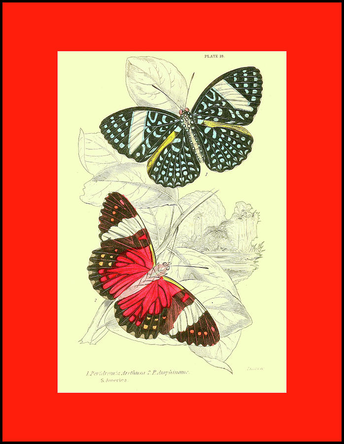Vintage Butterflies #3 Mixed Media by Lorena Cassady