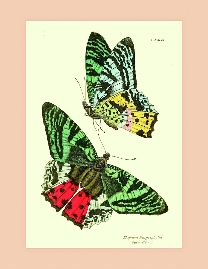 Vintage Butterflies #5 Mixed Media by Lorena Cassady