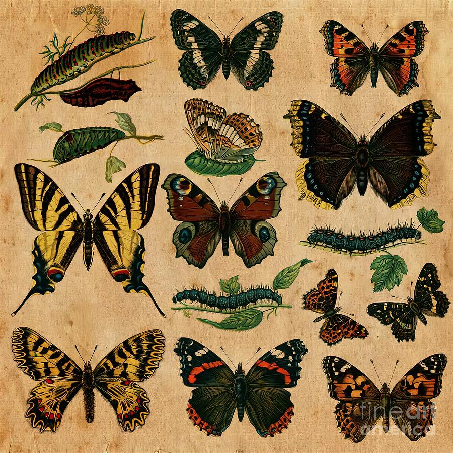 Vintage Butterflies and Moths Painting by Georgia Karl | Fine Art America