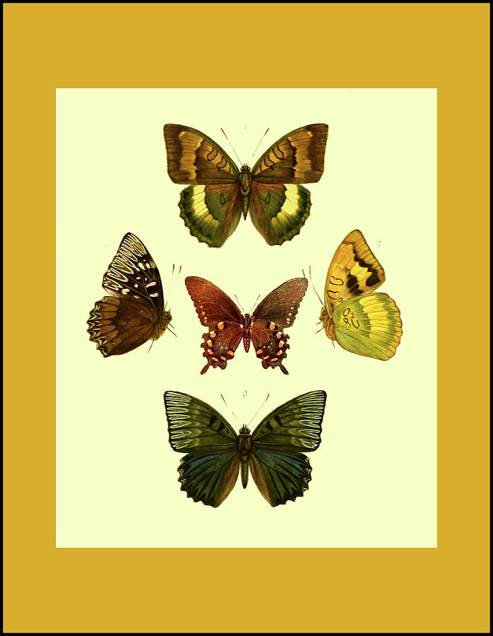 Vintage Butterfly Collection #2 Greens and Browns Mixed Media by Lorena Cassady