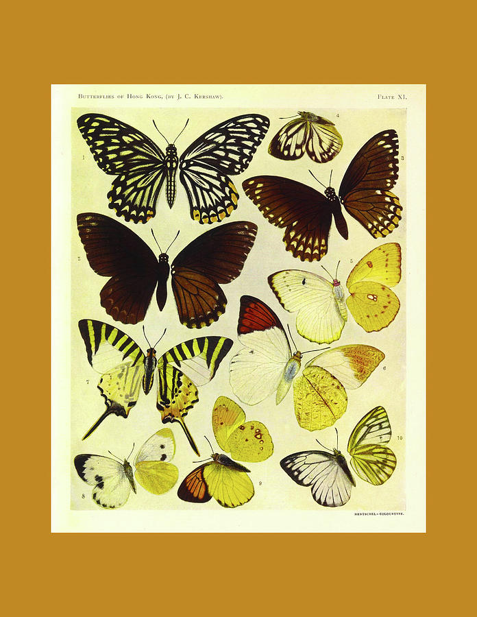 Vintage Butterfly Collection #4 Mixed Media by Lorena Cassady