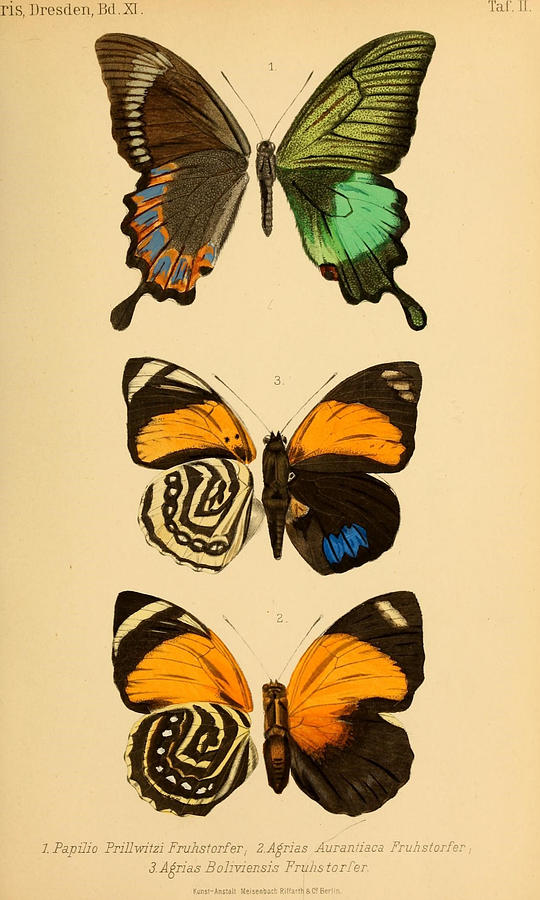 Vintage Butterfly Illustrations Mixed Media by World Art Collective