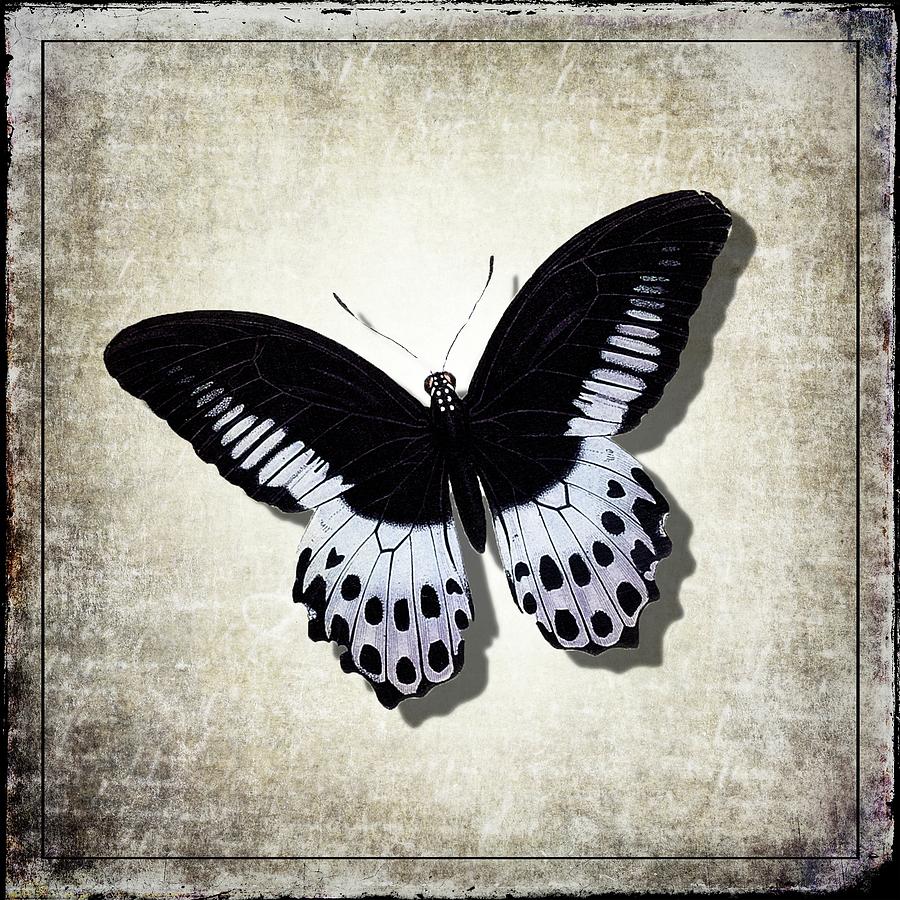 Vintage Butterfly Digital Art by Irene Moriarty