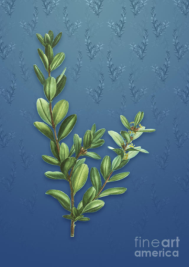 Vintage Buxus Colchica Bush Botanical Art on Bahama Blue Pattern n.5099 ...