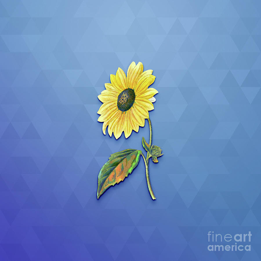 Vintage California Sunflower Botanical Art On Blue Perennial N.0914 Mixed Media