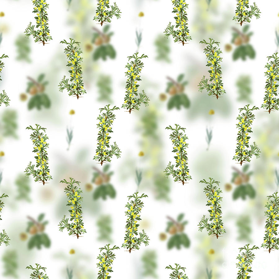 Vintage Caragana Spinosa Floral Garden Pattern on White n.2114 Mixed Media by Holy Rock Design