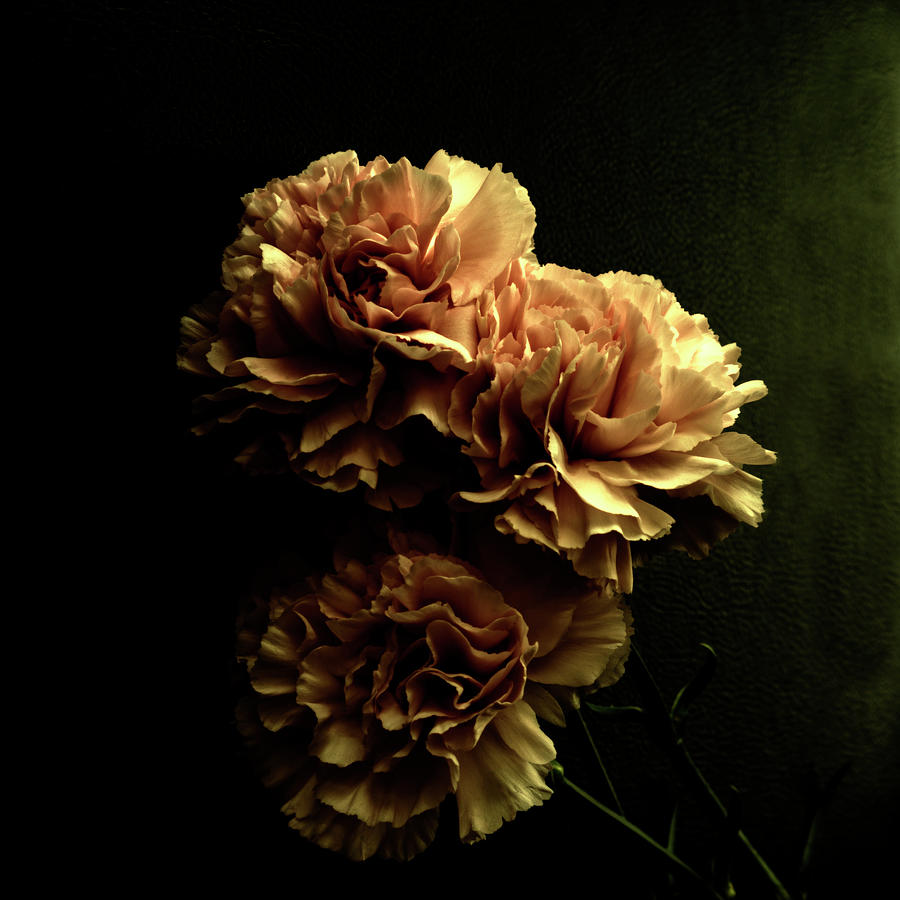 Vintage Photograph - Vintage Carnations by Denise Harty