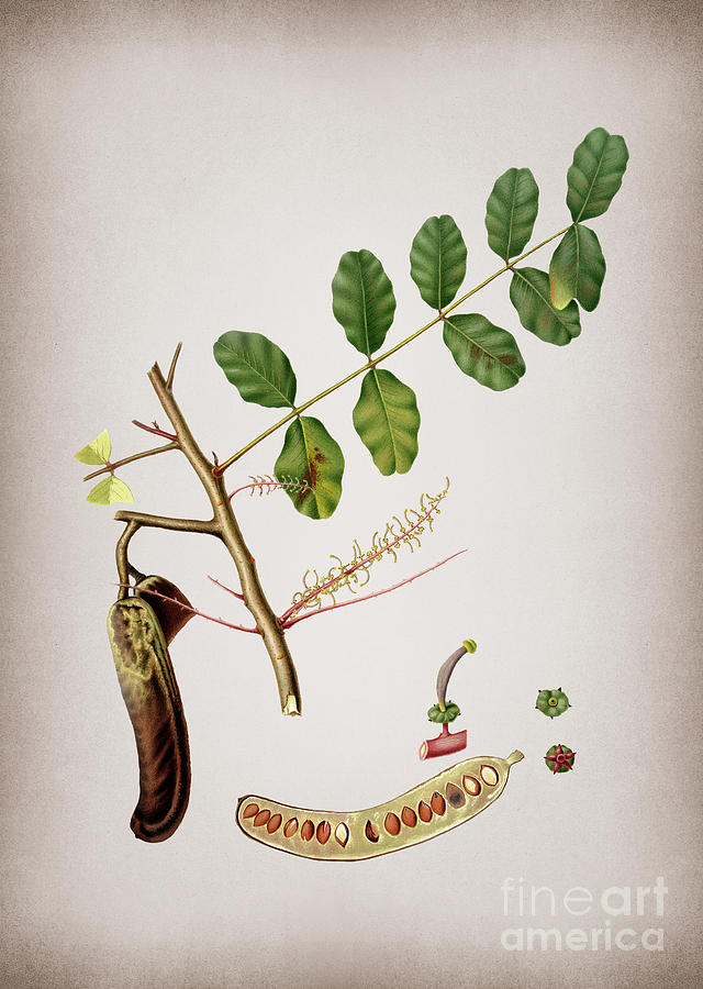 Vintage Carob Botanical Illustration on Parchment  Mixed Media by Holy Rock Design