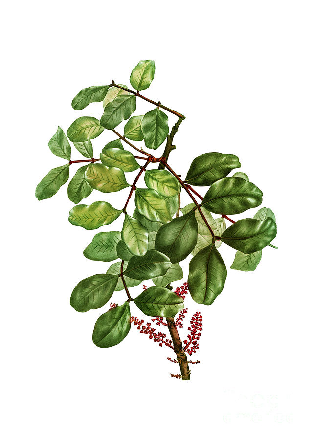 Vintage Carob Tree Botanical Illustration on Pure White Mixed Media by