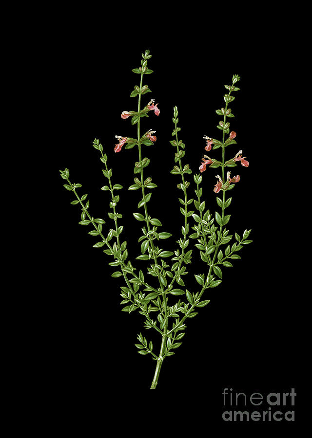 Vintage Cat Thyme Plant Botanical Art on Solid Black n.0291 Mixed Media by Holy Rock Design Pixels