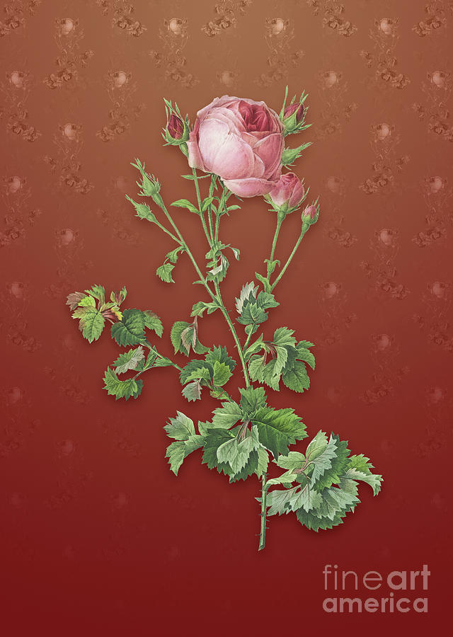 Vintage Celery Leaf Cabbage Rose Botanical Art on Falu Red Pattern n.1842 Mixed Media by Holy Rock Design
