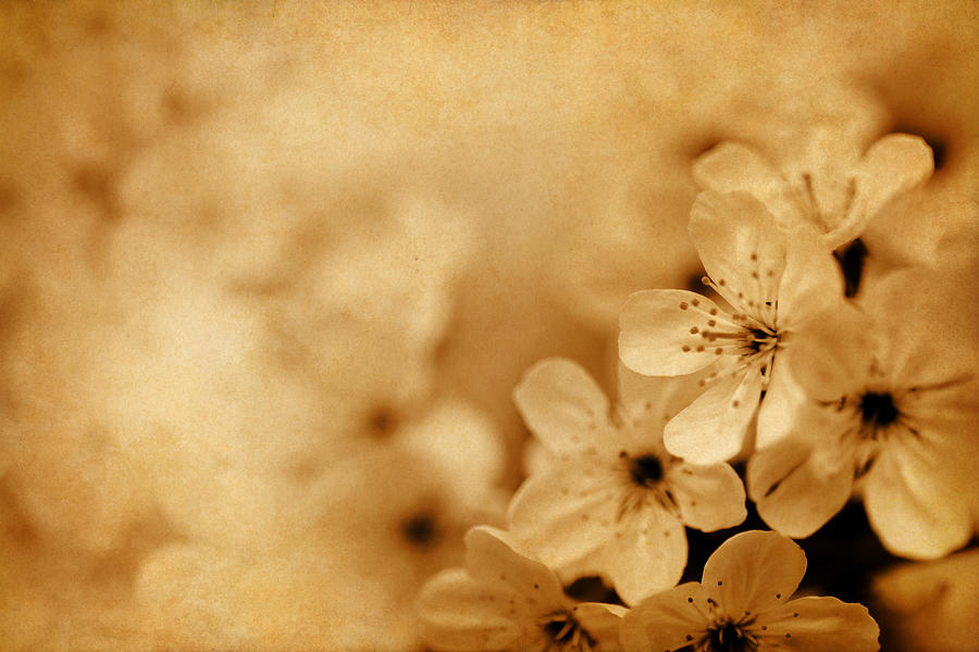 Vintage Cherry Blossom Photograph by Mammuth