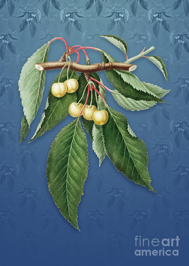 Vintage Cherry Botanical Art on Bahama Blue Pattern n.1273 Mixed Media by Holy Rock Design