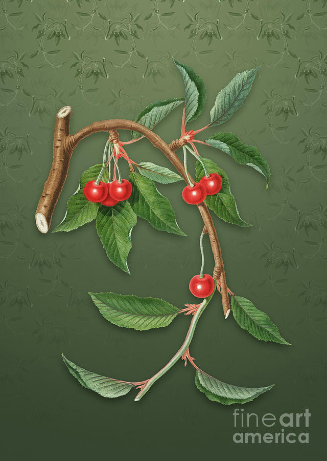 Vintage Cherry Botanical Art on Lunar Green Pattern n.0974 Mixed Media by Holy Rock Design