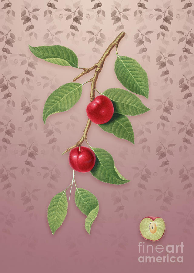 Vintage Cherry Plum Botanical Art On Dusty Pink Pattern N0755 Mixed