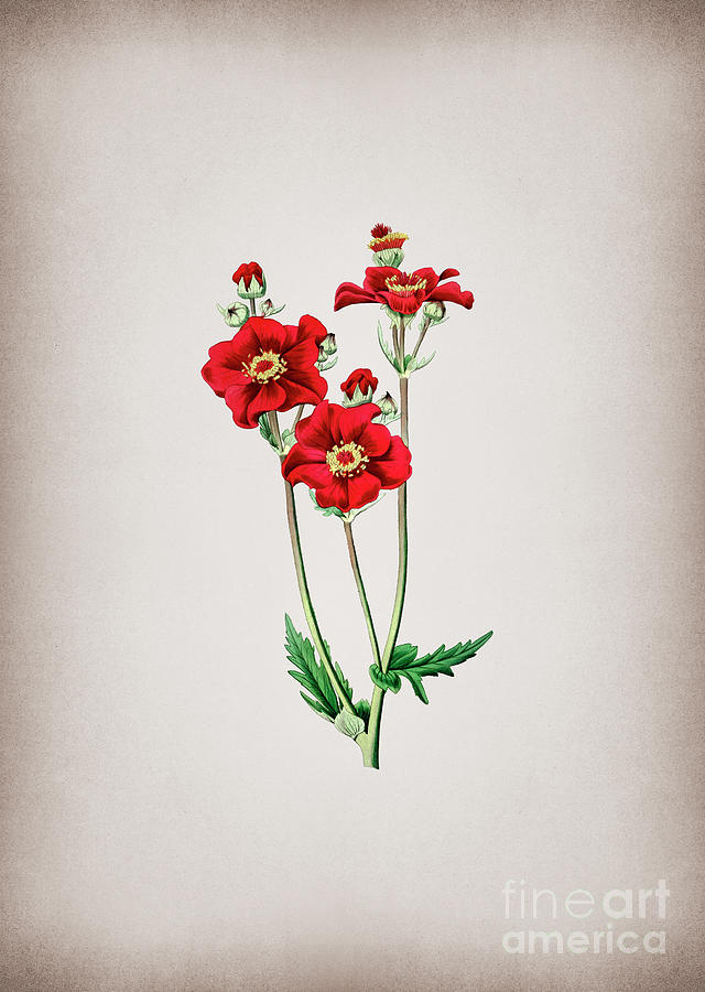 Vintage Chilian Guem Flower Botanical Illustration on Parchment Mixed Media by Holy Rock Design