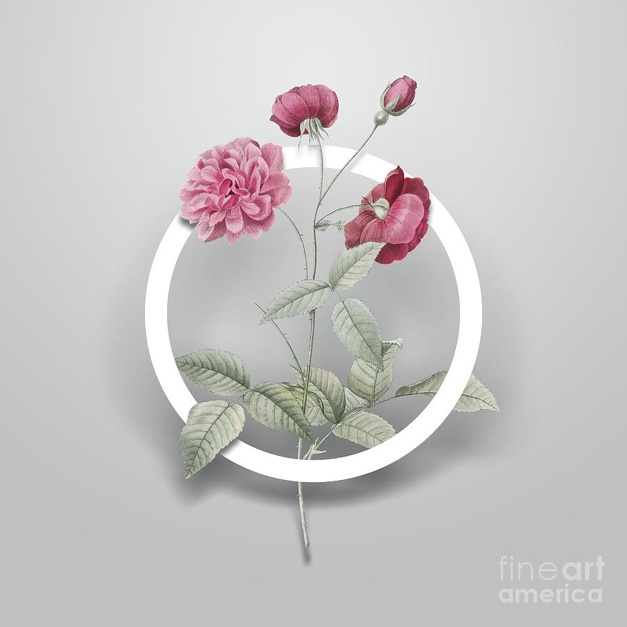 Vintage China Rose Minimalist Floral Geometric Circle Art N.634 Painting by Holy Rock Design