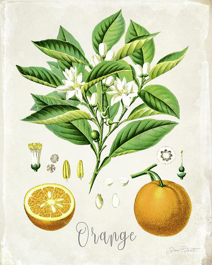 Vintage  Citrus Fruit Study B Digital Art by Jean Plout
