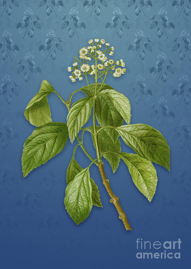 Vintage Climbing Hydrangea Botanical Art On Bahama Blue Pattern N2748 Mixed Media By Holy Rock 5367