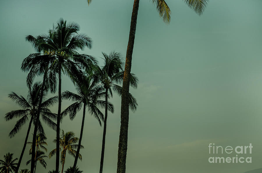 Vintage Coconut Palms Photograph by Kelly Wade | Fine Art America