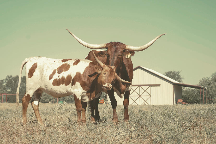 Vintage colored longhorn print Photograph by Cathy Valle