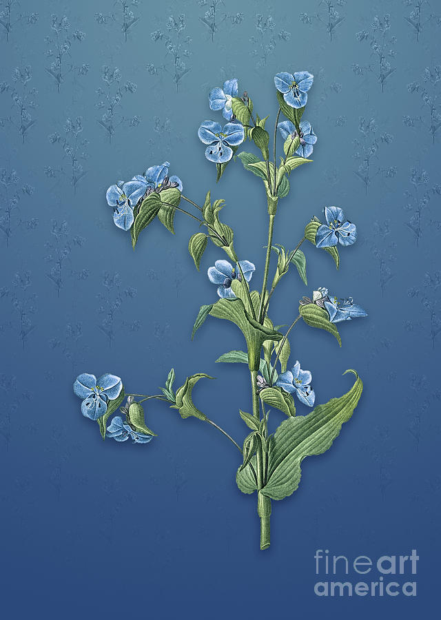 Vintage Commelina Tuberosa Botanical Art on Bahama Blue Pattern n.1337 Mixed Media by Holy Rock Design