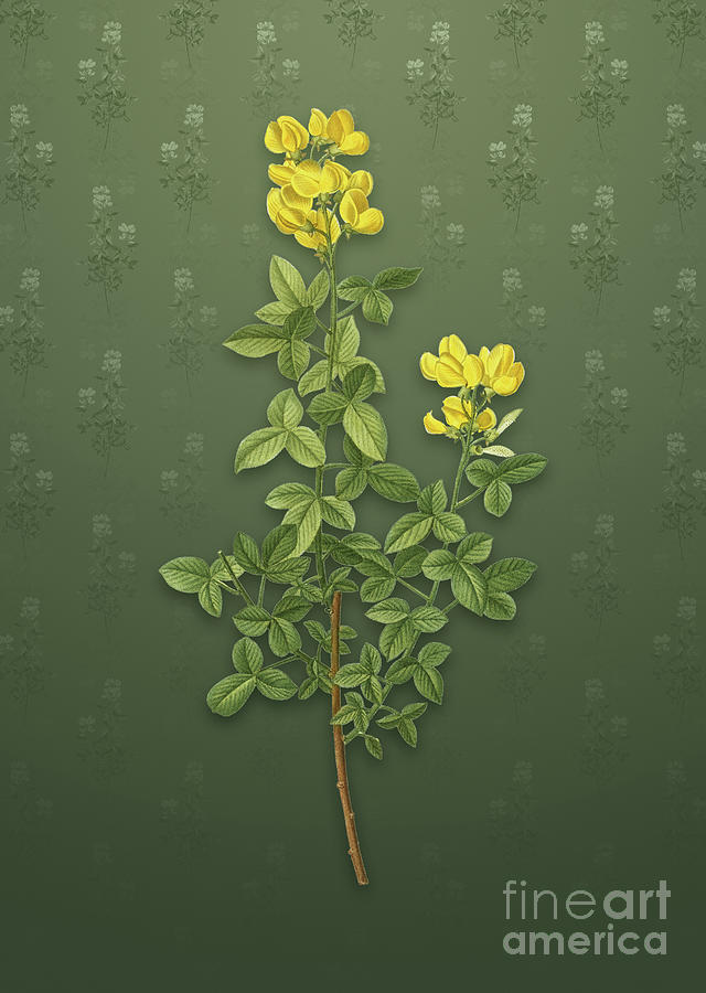 Vintage Common Cytisus Botanical Art on Lunar Green Pattern n.0849 Mixed Media by Holy Rock Design
