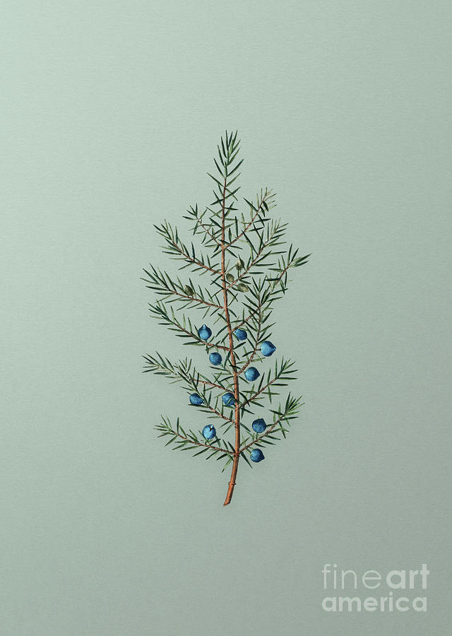 Vintage Common Juniper Botanical Art on Mint Green n.0911 Mixed Media by Holy Rock Design