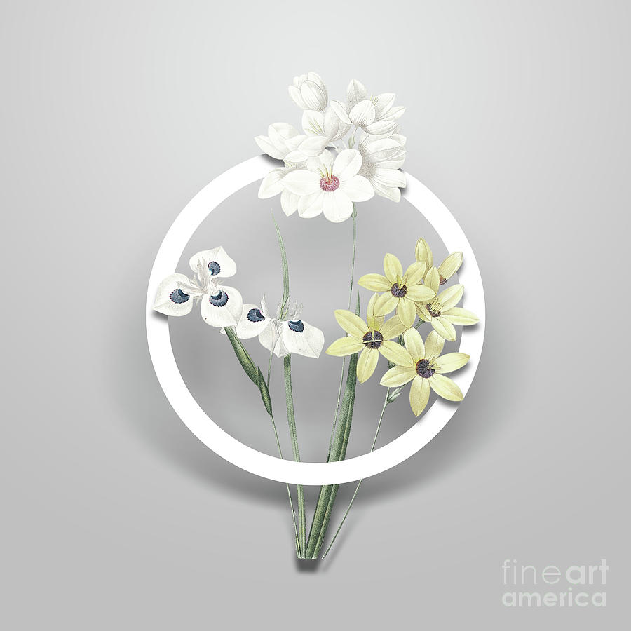 Vintage Corn Lily Minimalist Floral Geometric Circle Art N.675 Painting by Holy Rock Design