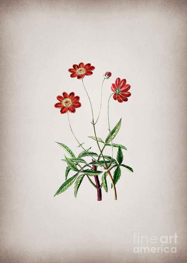 Vintage Cosmos Flower Branch Botanical Illustration on Parchment Mixed Media by Holy Rock Design