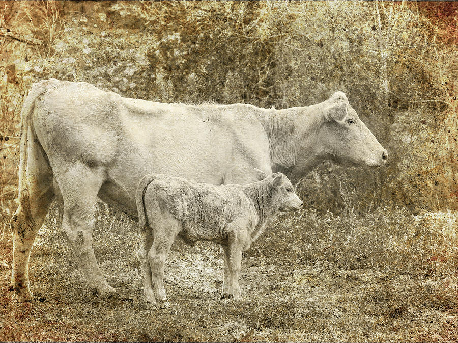 Vintage Cows Textured Photograph by Dan Sproul