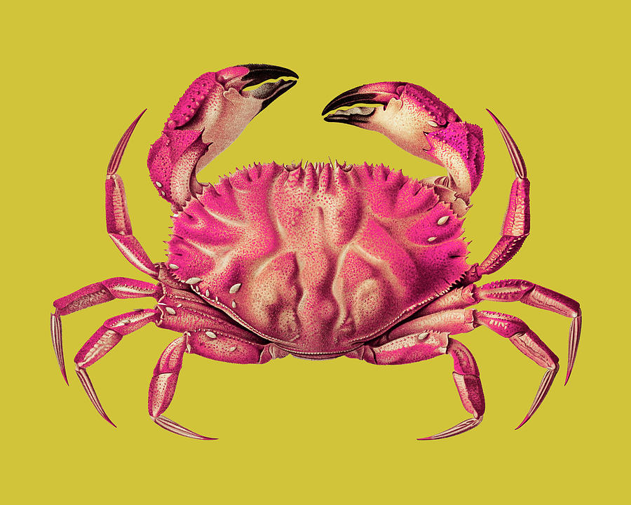 Vintage Crab On Yellow Digital Art by Mike Taylor