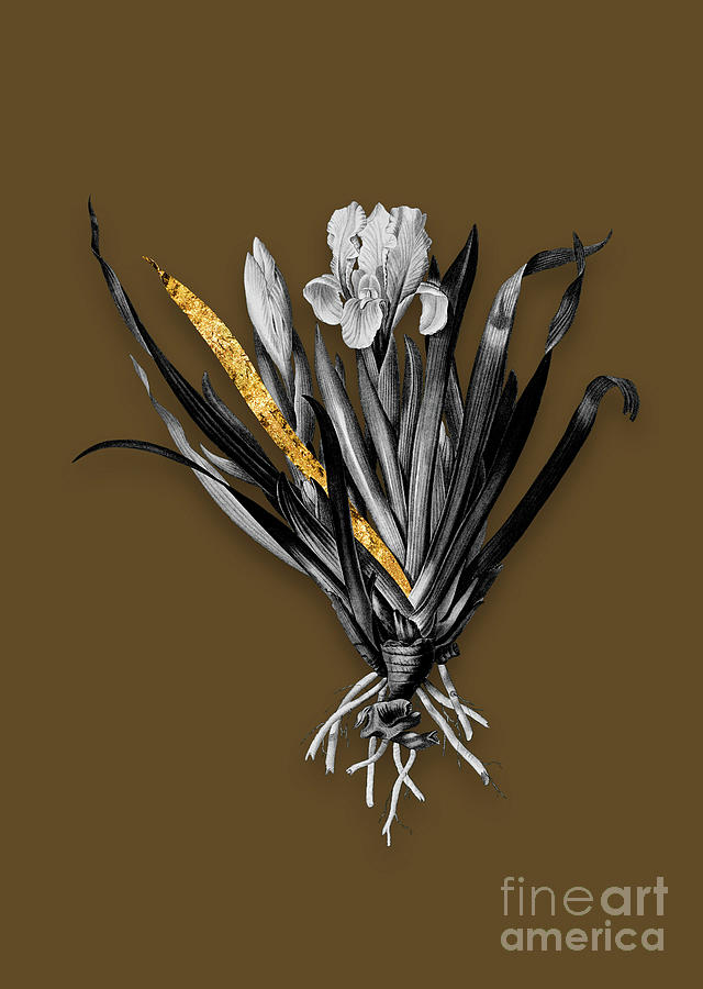 Vintage Crimean Iris Black And White Gilded Floral Art On Coffee Brown N.0047 Mixed Media