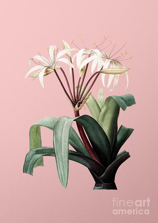 Vintage Crinum Erubescens Botanical Illustration on Pink Mixed Media by Holy Rock Design