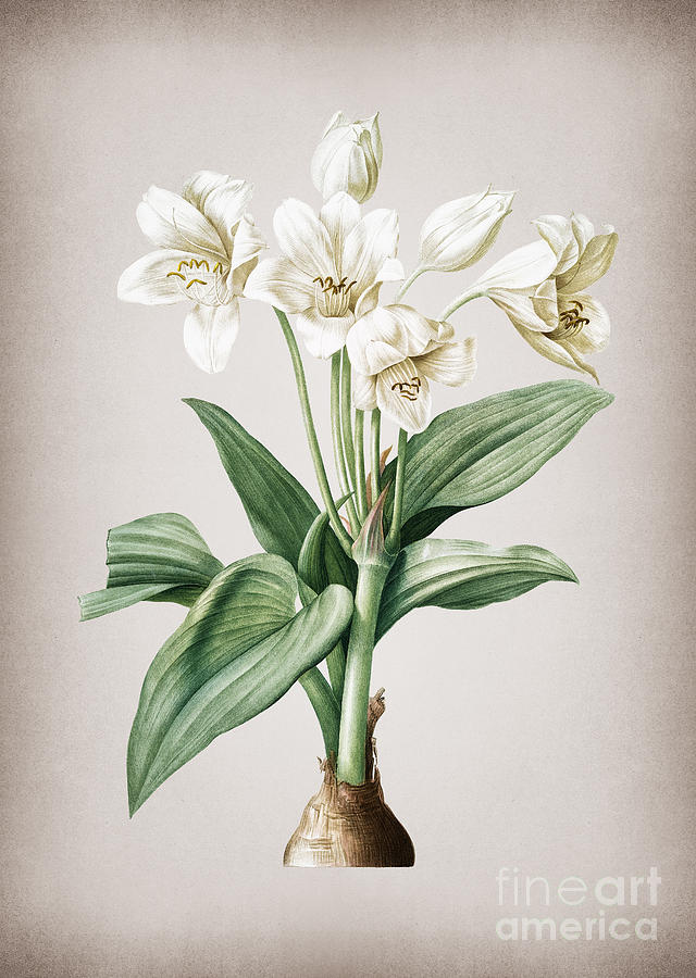 Vintage Crinum Giganteum Botanical Illustration on Parchment Mixed Media by Holy Rock Design