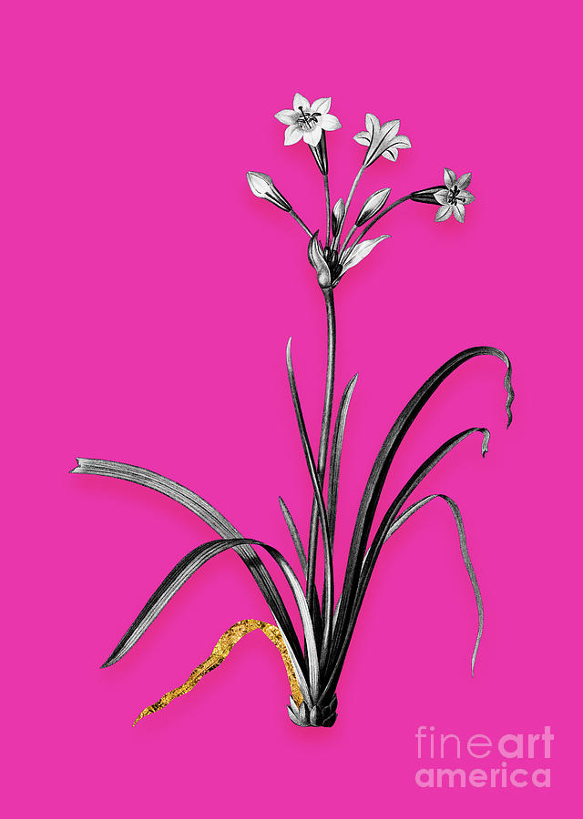 Vintage Crytanthus Vittatus Black And White Gilded Floral Art On Hot Pink N.0883 Mixed Media