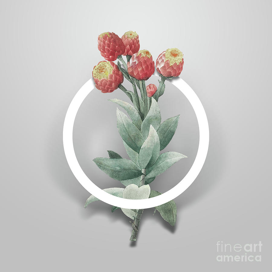 Vintage Cudweeds Minimalist Floral Geometric Circle Art N.649 Painting by Holy Rock Design