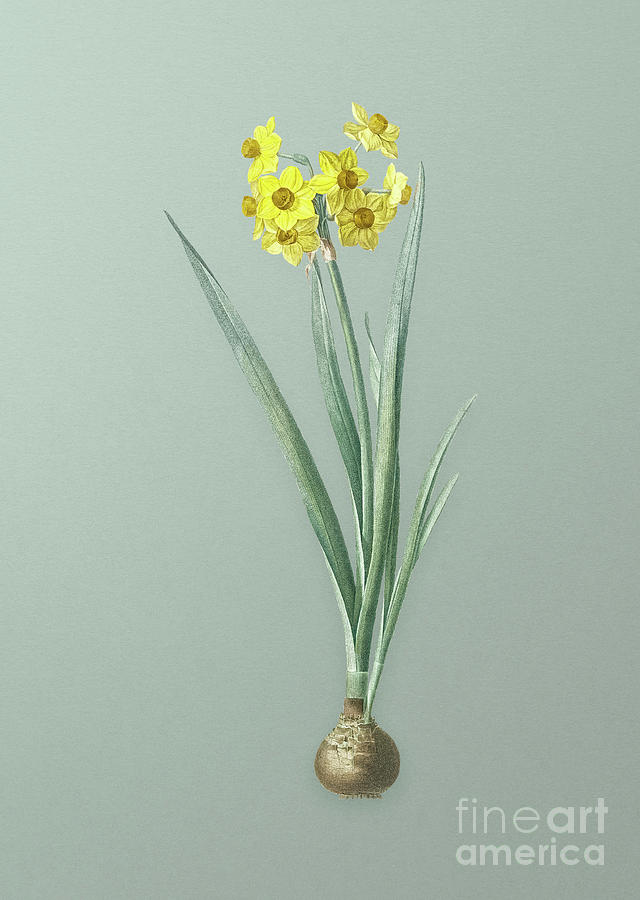Vintage Daffodil Botanical Art on Mint Green n.0486 Mixed Media by Holy Rock Design
