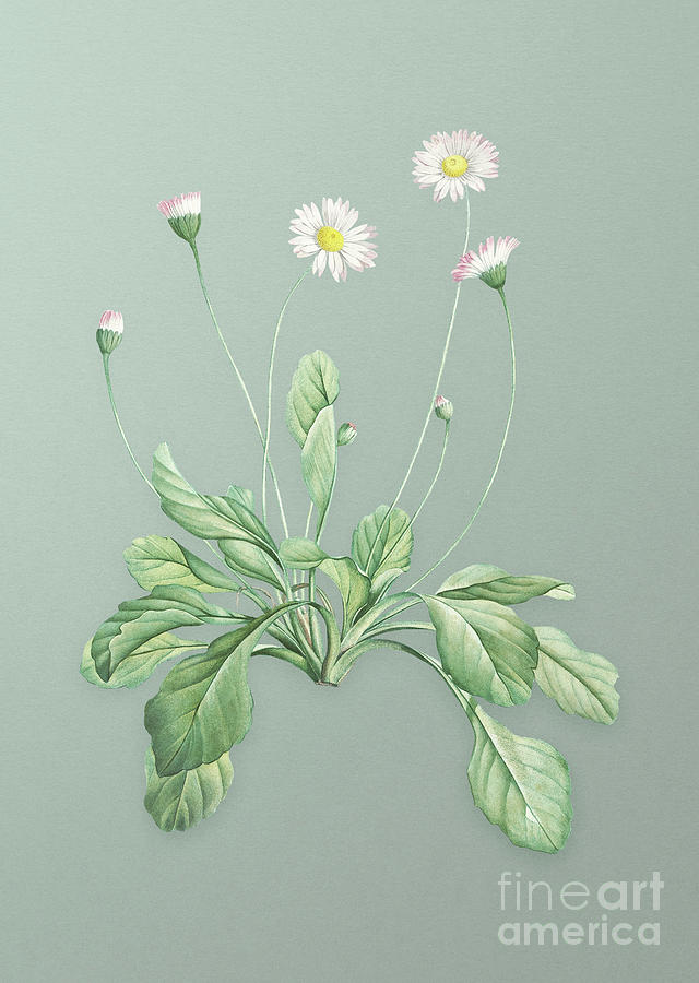 Vintage Daisy Flowers Botanical Art on Mint Green n.0407 Mixed Media by Holy Rock Design
