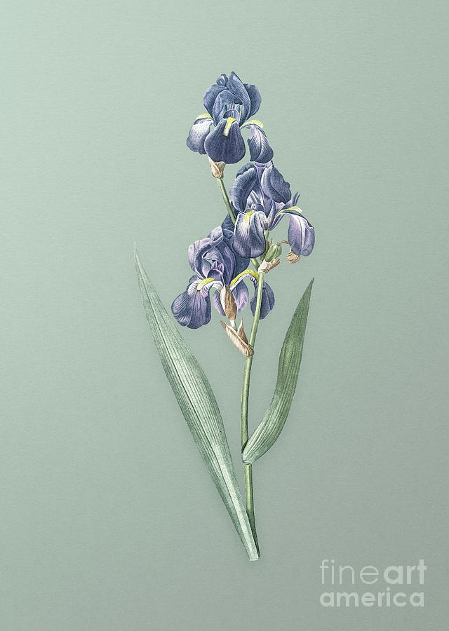 Vintage Dalmatian Iris Botanical Art on Mint Green n.0489 Mixed Media by Holy Rock Design