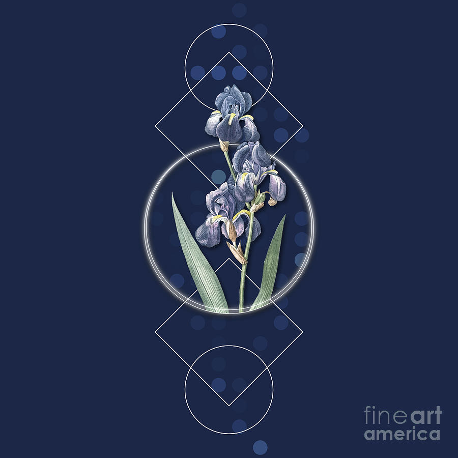 Vintage Dalmatian Iris Botanical With Geometric Motif N.0183 Mixed Media