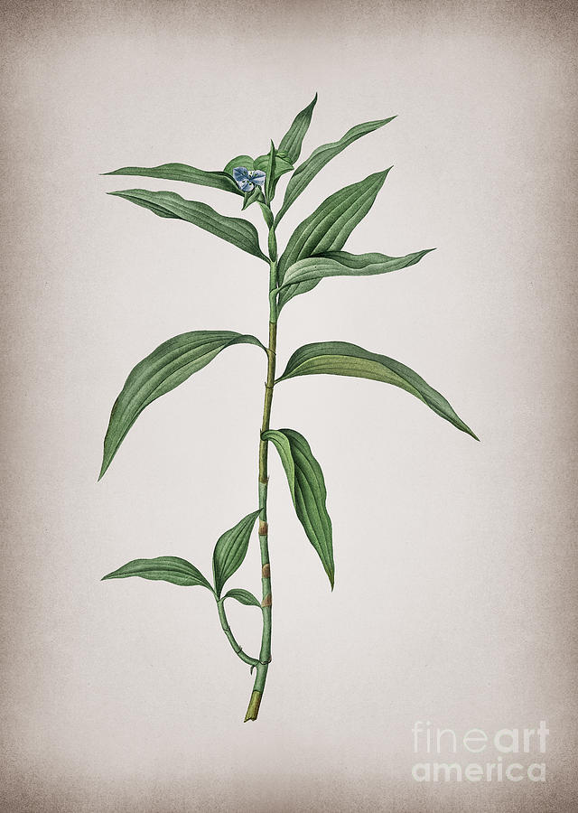 Vintage Dayflower Botanical Illustration on Parchment Mixed Media by Holy Rock Design