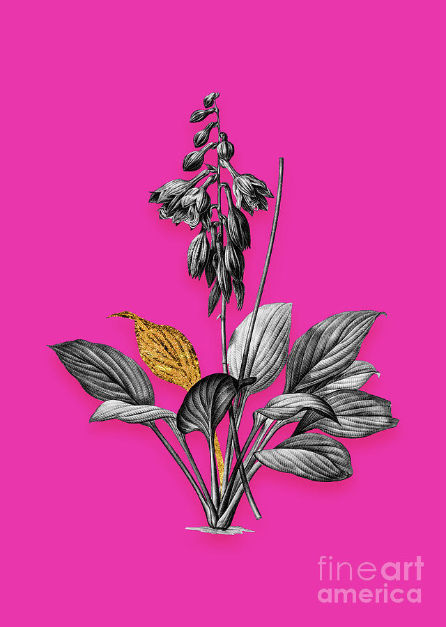 Vintage Daylily Black And White Gilded Floral Art On Hot Pink N.0892 Mixed Media
