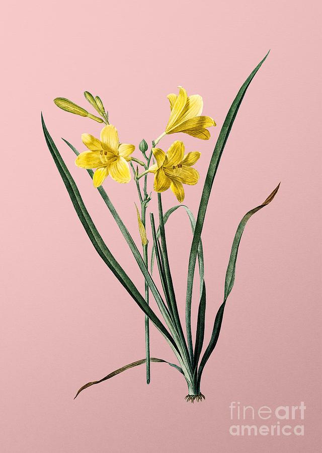 Vintage Daylily Botanical Illustration on Pink Mixed Media by Holy Rock Design