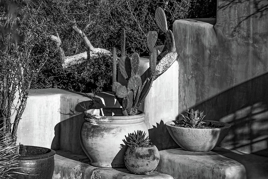Vintage Desert Pottery and Cacti Photograph by Bonnie Colgan